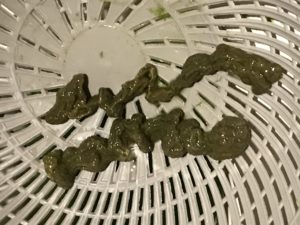 Guirlandes de déchets éliminées par une de mes curistes